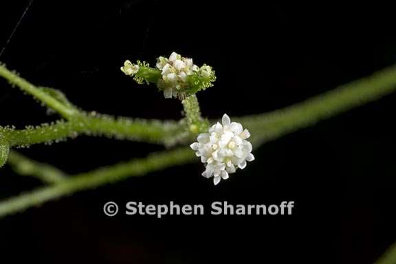 adenocaulon bicolor 8 graphic